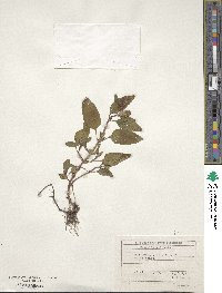 Prunella vulgaris image