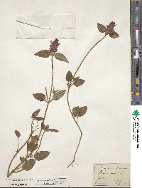 Prunella vulgaris image