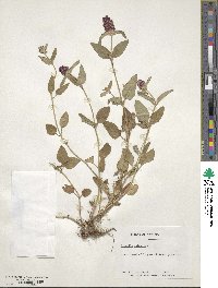 Prunella vulgaris image