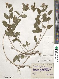 Prunella vulgaris image