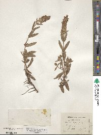 Image of Prunella hyssopifolia