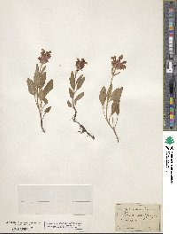 Prunella grandiflora image