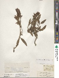 Prunella grandiflora image