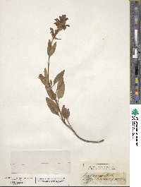 Prunella grandiflora image