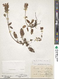 Prunella grandiflora image