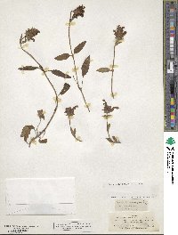 Prunella grandiflora image