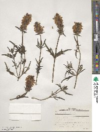 Prunella grandiflora image