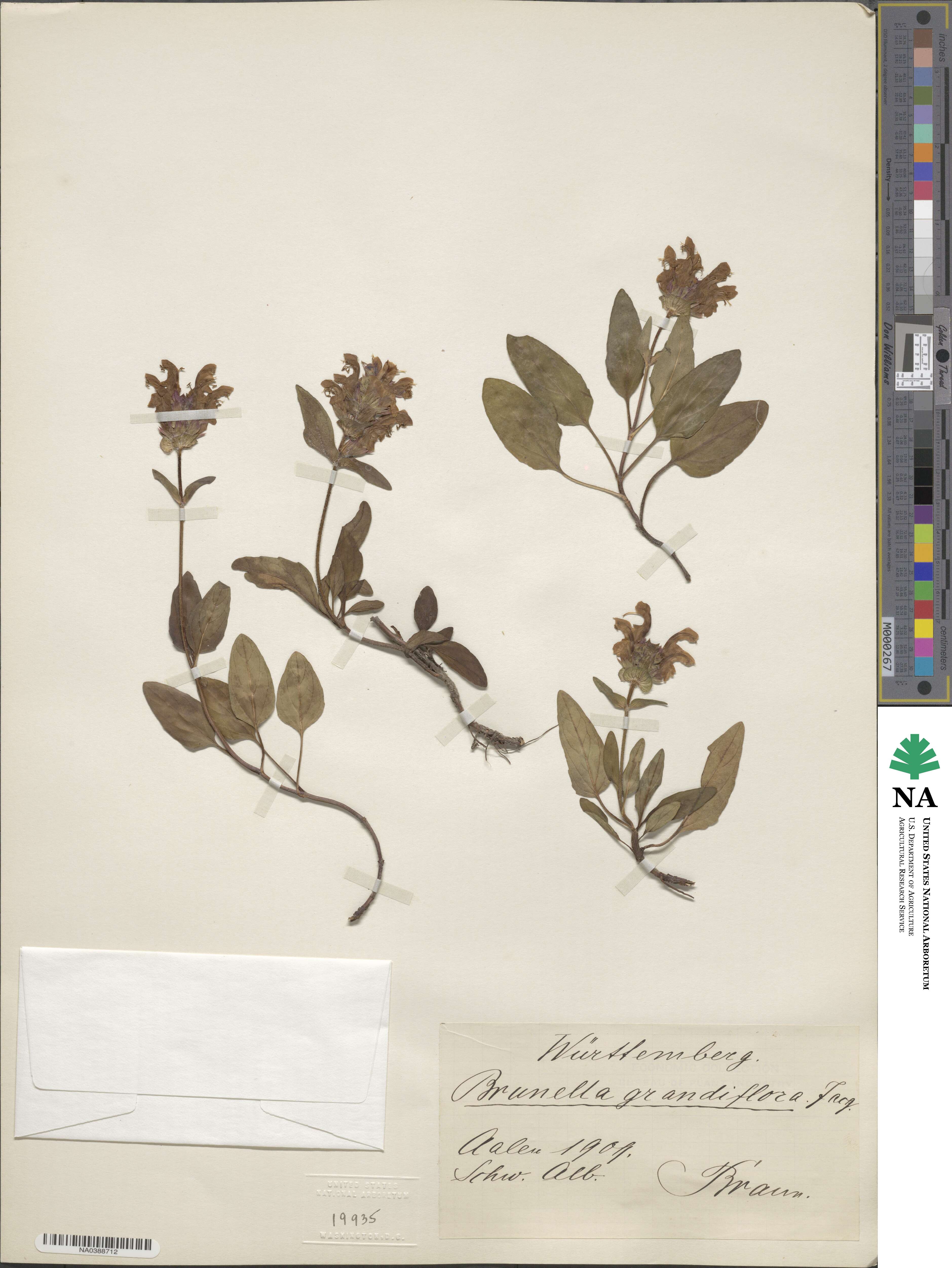 Prunella image