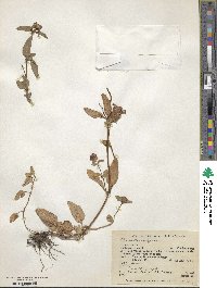 Prunella vulgaris image