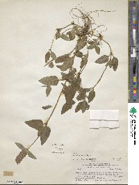 Prunella vulgaris image