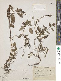 Prunella vulgaris image