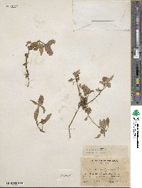 Prunella vulgaris image