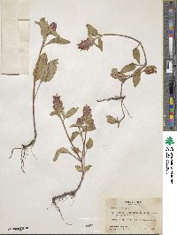 Prunella vulgaris image