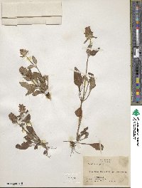 Prunella vulgaris image