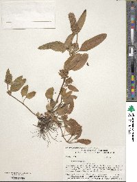 Prunella vulgaris image