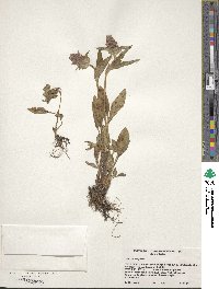 Prunella vulgaris image