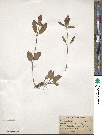 Prunella vulgaris image