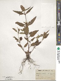 Prunella vulgaris image