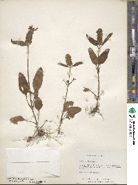 Prunella vulgaris image