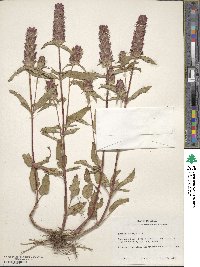 Prunella vulgaris image