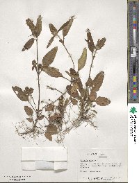 Prunella vulgaris image