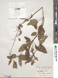 Prunella vulgaris image