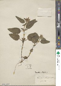 Prunella vulgaris image