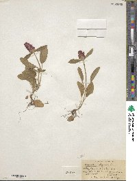 Prunella vulgaris image