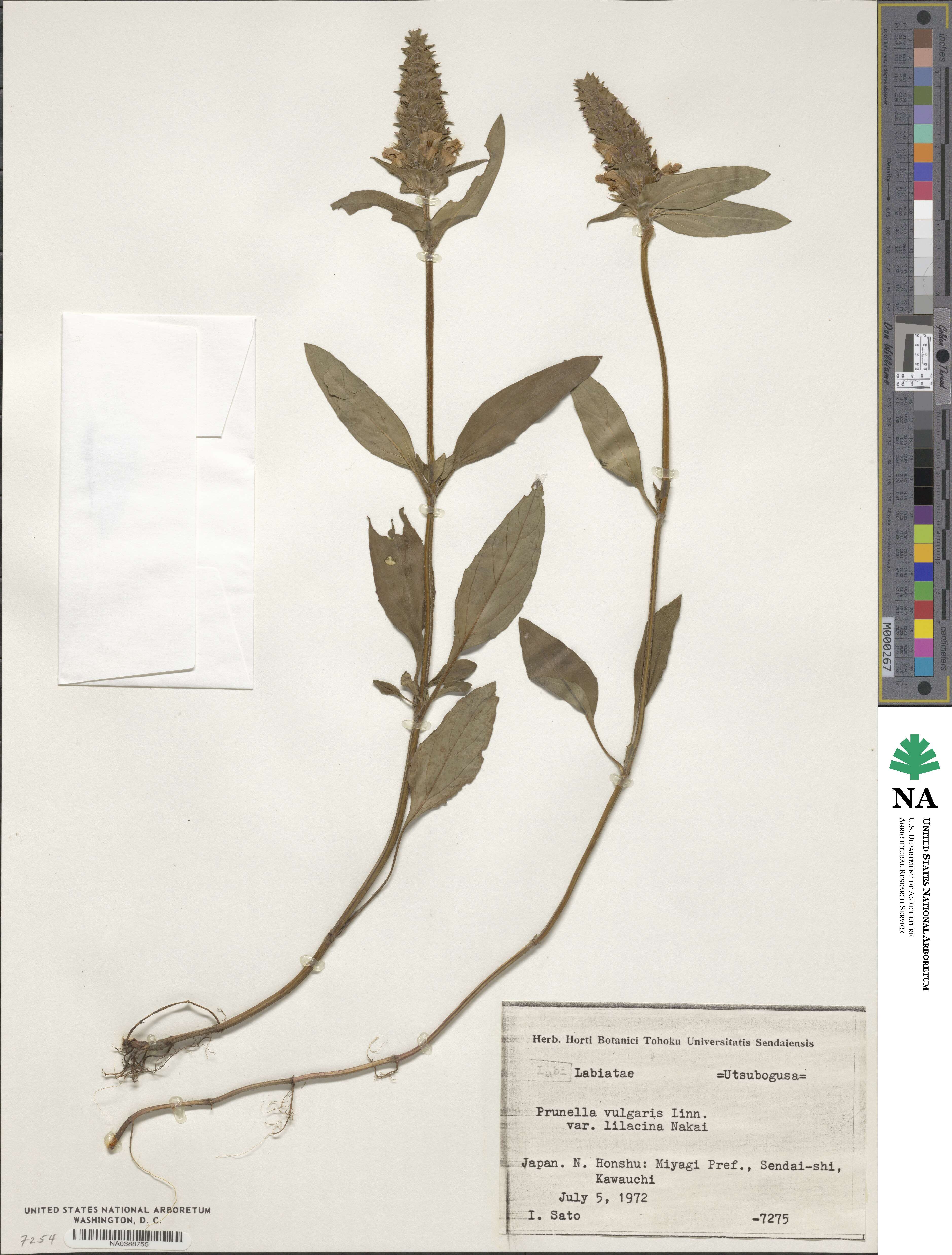 Prunella vulgaris subsp. asiatica image