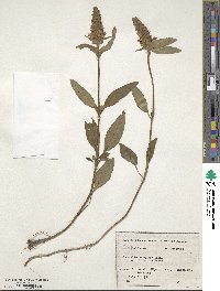 Prunella vulgaris image