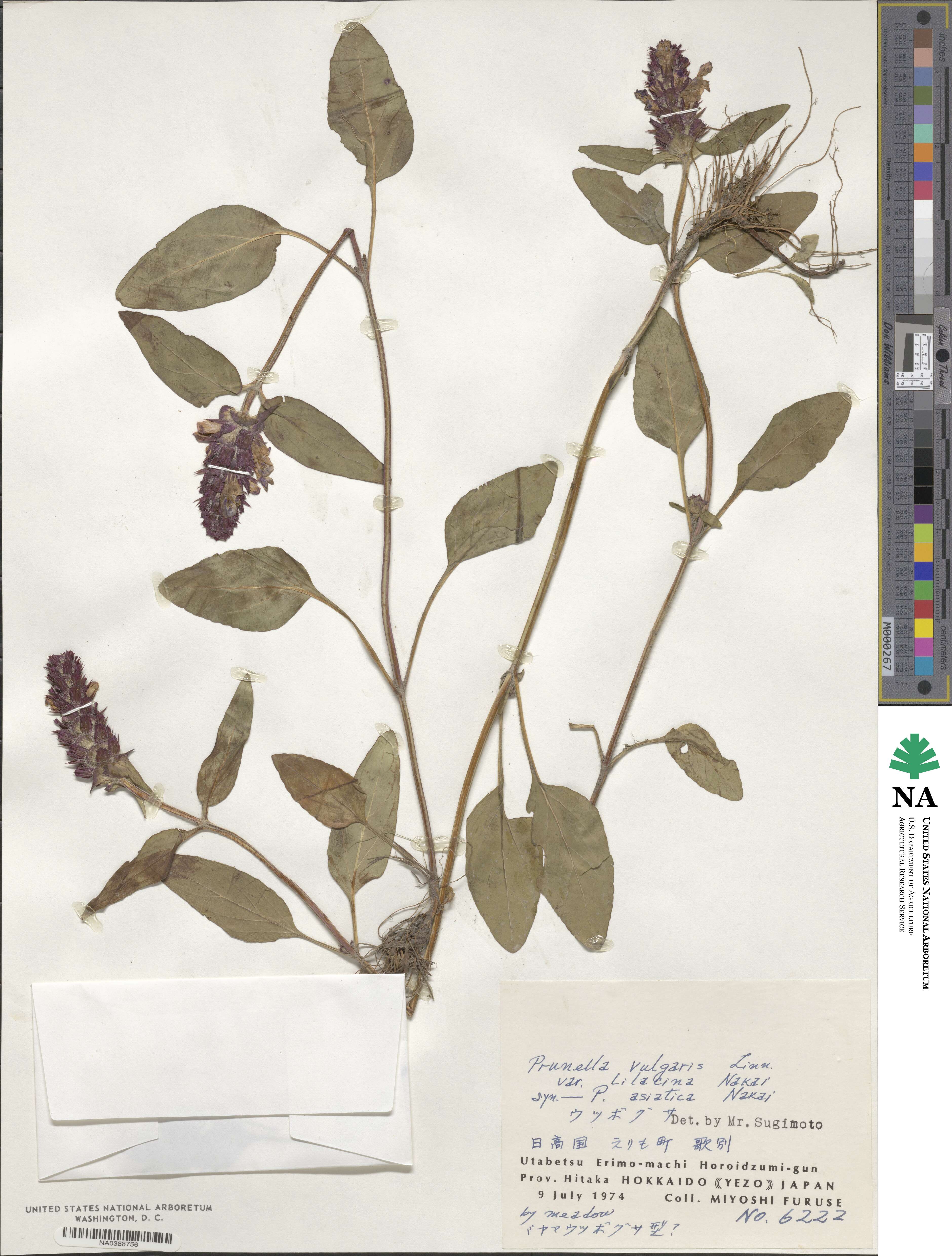 Prunella vulgaris image