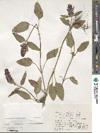 Prunella vulgaris subsp. asiatica image