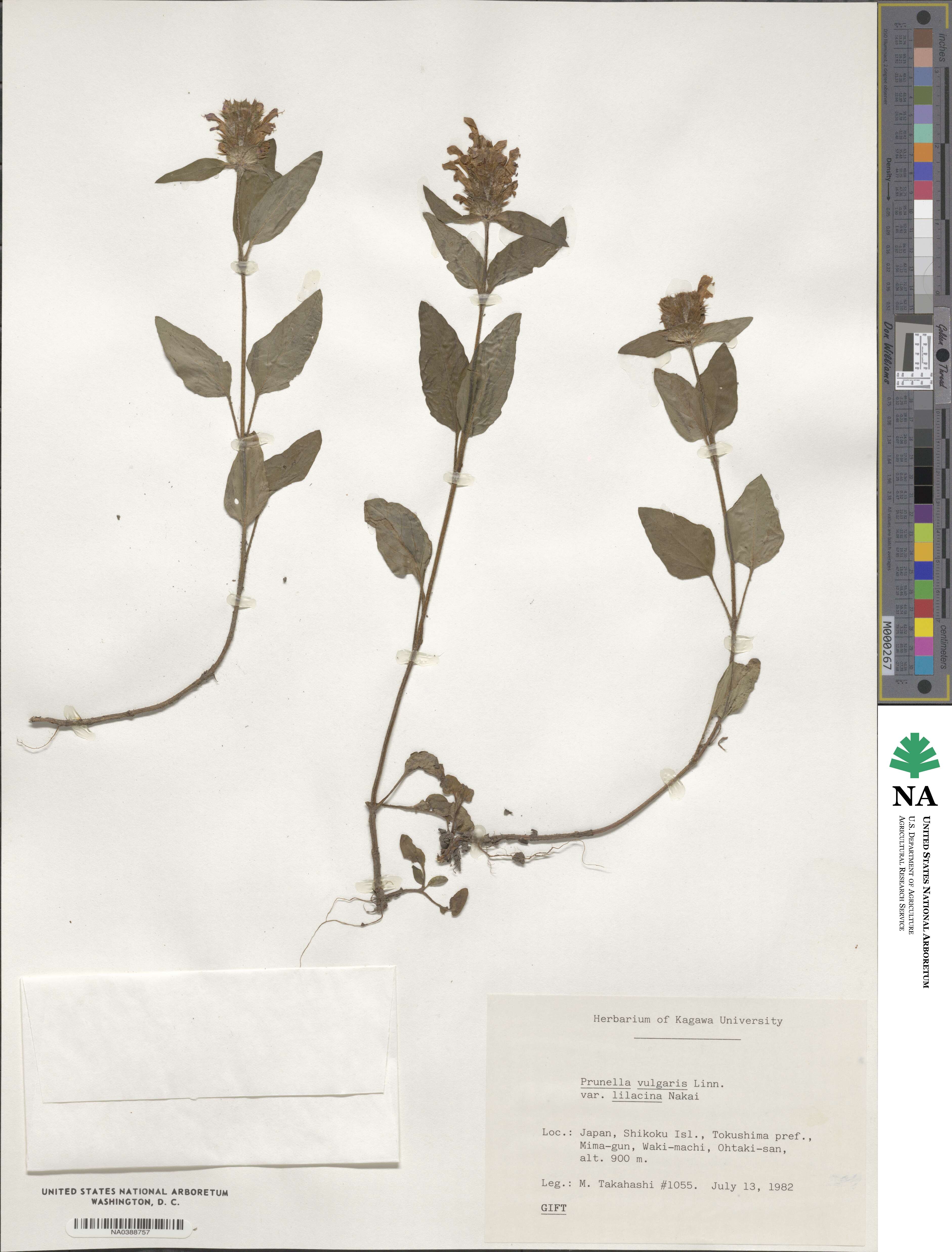 Prunella vulgaris subsp. asiatica image