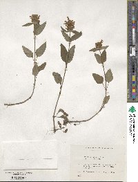 Prunella vulgaris image