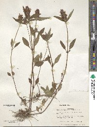 Prunella vulgaris image