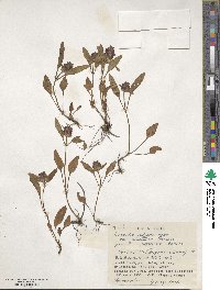 Prunella vulgaris subsp. asiatica image