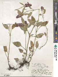 Prunella vulgaris image