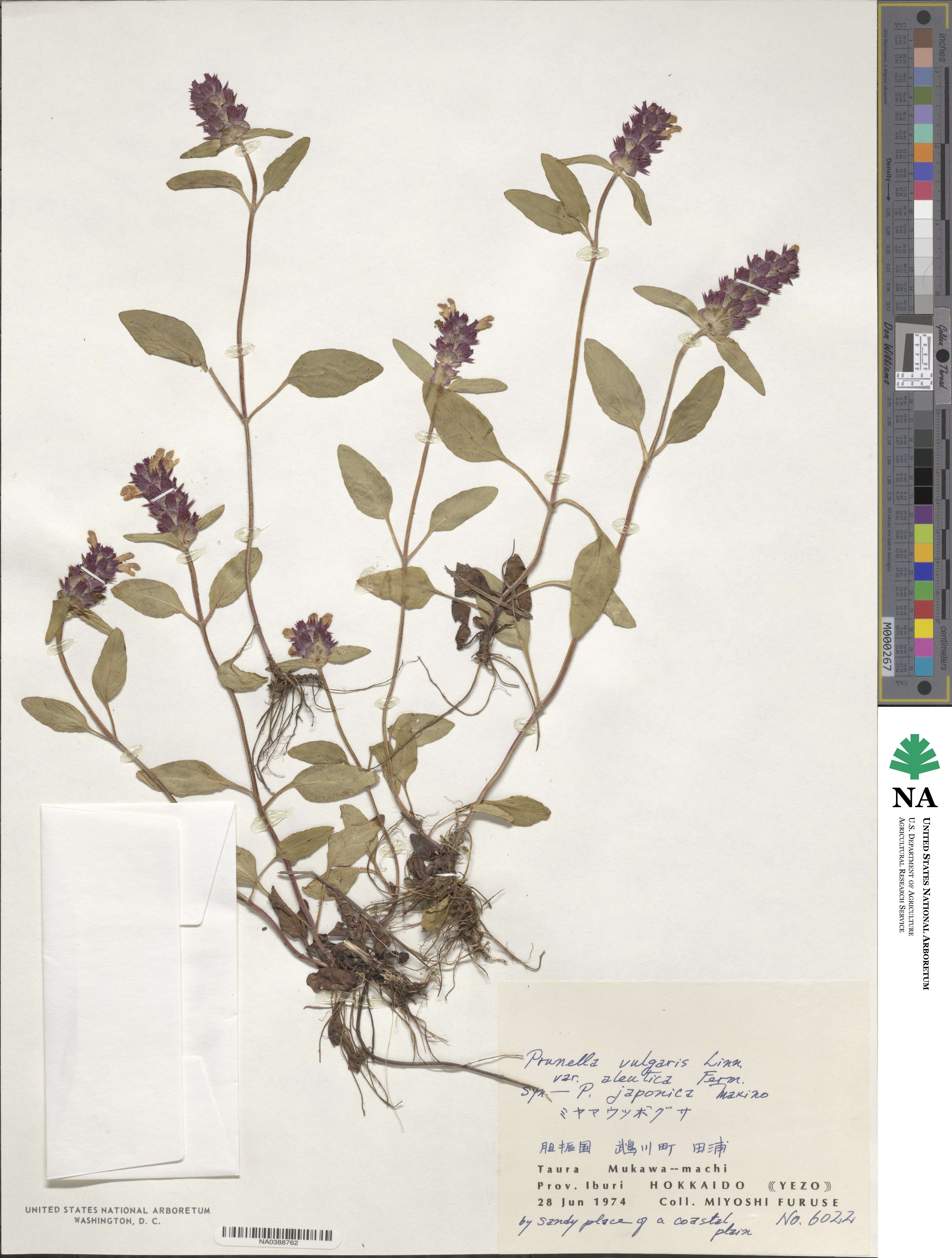 Prunella vulgaris subsp. asiatica image