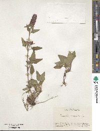 Prunella vulgaris image