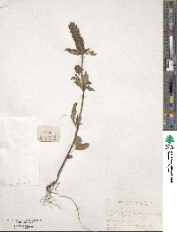 Prunella vulgaris image