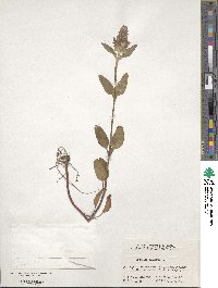 Prunella vulgaris image