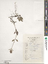 Prunella vulgaris image