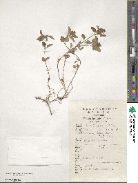 Prunella vulgaris image