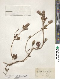 Prunella vulgaris image