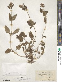 Prunella vulgaris image