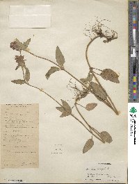 Prunella vulgaris image