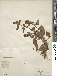 Prunella vulgaris image