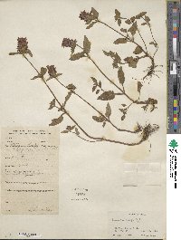 Prunella vulgaris image