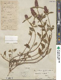 Prunella vulgaris image