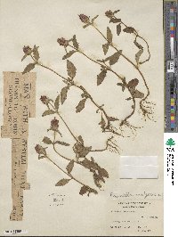 Prunella vulgaris image